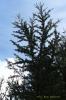 Cedrus atlantica